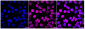 KD-Validated Anti-Lamin B2 Rabbit Monoclonal Antibody