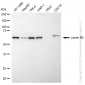 KD-Validated Anti-Lamin B2 Rabbit Monoclonal Antibody