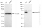 KD-Validated Anti-Lamin B2 Rabbit Monoclonal Antibody