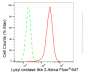 KD-Validated Anti-Lysyl oxidase like 2 Rabbit Monoclonal Antibody