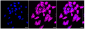 KD-Validated Anti-Lysyl oxidase like 2 Rabbit Monoclonal Antibody