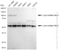 KD-Validated Anti-Lysyl oxidase like 2 Rabbit Monoclonal Antibody