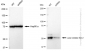 KD-Validated Anti-Lysyl oxidase like 2 Rabbit Monoclonal Antibody