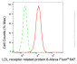 KD-Validated Anti-LDL receptor related protein 8 Rabbit Monoclonal Antibody