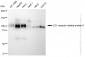 KD-Validated Anti-LDL receptor related protein 8 Rabbit Monoclonal Antibody