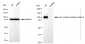 KD-Validated Anti-LDL receptor related protein 8 Rabbit Monoclonal Antibody