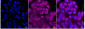 KD-Validated Anti-ERK1 Rabbit Monoclonal Antibody