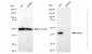 KD-Validated Anti-ERK1 Rabbit Monoclonal Antibody