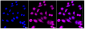 KD-Validated Anti-ERK1 Rabbit Monoclonal Antibody