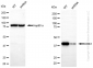 KD-Validated Anti-ERK1 Rabbit Monoclonal Antibody