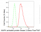 KD-Validated Anti-MAPK activated protein kinase 2 Rabbit Monoclonal Antibody