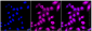 KD-Validated Anti-MAPK activated protein kinase 2 Rabbit Monoclonal Antibody