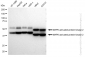 KD-Validated Anti-MAPK activated protein kinase 2 Rabbit Monoclonal Antibody