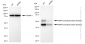 KD-Validated Anti-MAPK activated protein kinase 2 Rabbit Monoclonal Antibody