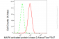 KD-Validated Anti-MAPK activated protein kinase 2 Rabbit Monoclonal Antibody