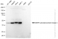 KD-Validated Anti-MAPK activated protein kinase 2 Rabbit Monoclonal Antibody