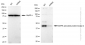 KD-Validated Anti-MAPK activated protein kinase 2 Rabbit Monoclonal Antibody