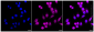 KD-Validated Anti-CD146 Rabbit Monoclonal Antibody