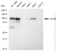 KD-Validated Anti-CD146 Rabbit Monoclonal Antibody