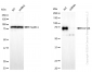 KD-Validated Anti-CD146 Rabbit Monoclonal Antibody
