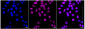 KD-Validated Anti-MCM3 Rabbit Monoclonal Antibody