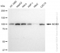 KD-Validated Anti-MCM3 Rabbit Monoclonal Antibody