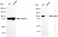 KD-Validated Anti-MCM3 Rabbit Monoclonal Antibody