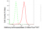 KD-Validated Anti-Methionyl aminopeptidase 2 Rabbit Monoclonal Antibody