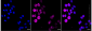 KD-Validated Anti-Methionyl aminopeptidase 2 Rabbit Monoclonal Antibody