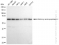 KD-Validated Anti-Methionyl aminopeptidase 2 Rabbit Monoclonal Antibody
