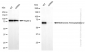 KD-Validated Anti-Methionyl aminopeptidase 2 Rabbit Monoclonal Antibody