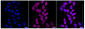 KD-Validated Anti-MLKL Rabbit Monoclonal Antibody