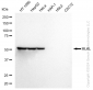 KD-Validated Anti-MLKL Rabbit Monoclonal Antibody
