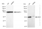 KD-Validated Anti-MLKL Rabbit Monoclonal Antibody