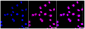 KD-Validated Anti-MLKL Rabbit Monoclonal Antibody