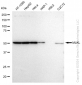 KD-Validated Anti-MLKL Rabbit Monoclonal Antibody