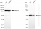 KD-Validated Anti-MLKL Rabbit Monoclonal Antibody