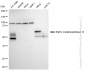 KD-Validated Anti-Matrix metallopeptidase 14 Rabbit Monoclonal Antibody