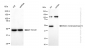 KD-Validated Anti-Matrix metallopeptidase 14 Rabbit Monoclonal Antibody