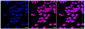KD-Validated Anti-NEK7 Rabbit Monoclonal Antibody