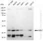 KD-Validated Anti-NEK7 Rabbit Monoclonal Antibody