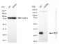 KD-Validated Anti-NEK7 Rabbit Monoclonal Antibody