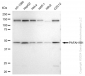 KD-Validated Anti-PAFAH1B1 Rabbit Monoclonal Antibody