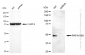 KD-Validated Anti-PAFAH1B1 Rabbit Monoclonal Antibody