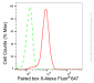 KD-Validated Anti-Paired box 6 Rabbit Monoclonal Antibody