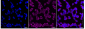 KD-Validated Anti-Paired box 6 Rabbit Monoclonal Antibody