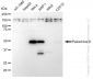 KD-Validated Anti-Paired box 6 Rabbit Monoclonal Antibody