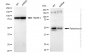 KD-Validated Anti-Paired box 6 Rabbit Monoclonal Antibody