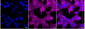 KD-Validated Anti-Peptidase D Rabbit Monoclonal Antibody