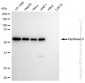 KD-Validated Anti-Peptidase D Rabbit Monoclonal Antibody